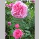Bowerhouse rose rosa.JPG